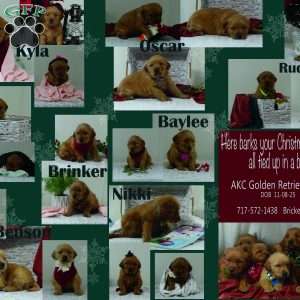 Oscar, Golden Retriever Puppy